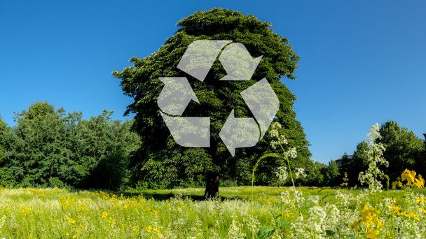 Symbolbild: Das universelle Recycling-Symbol auf einem Baum inmitten einer Wiese.